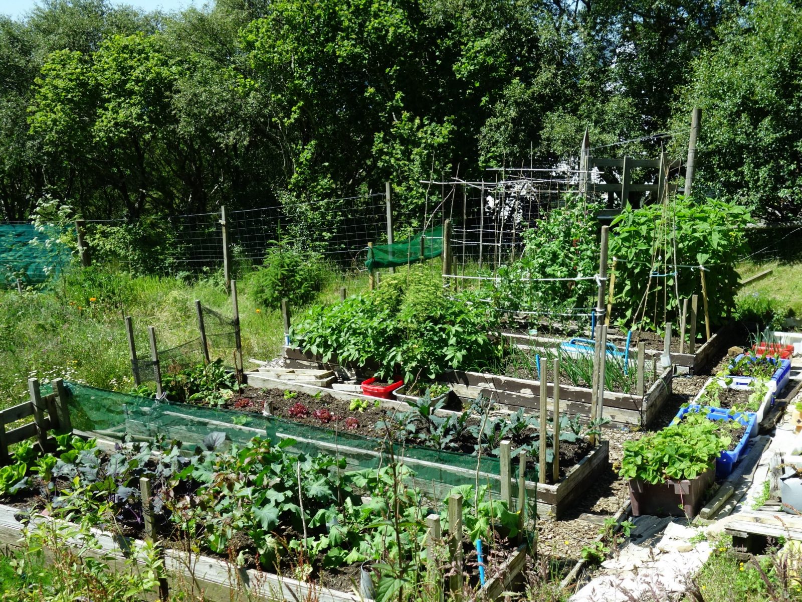 raised beds with vegetables