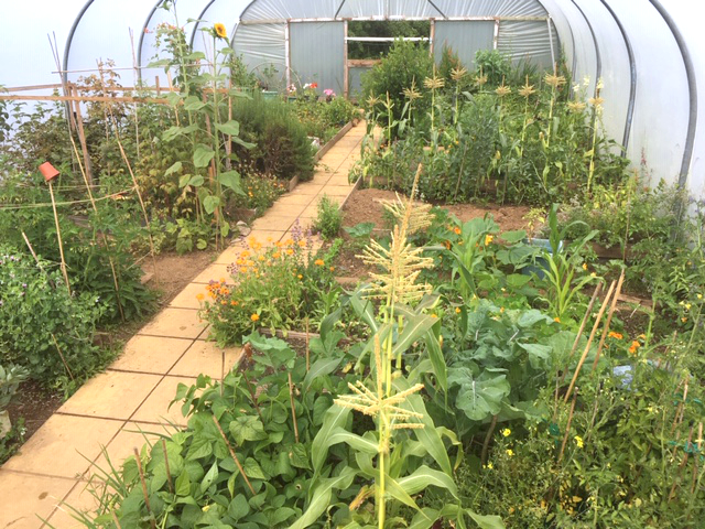20 years of a community polytunnel