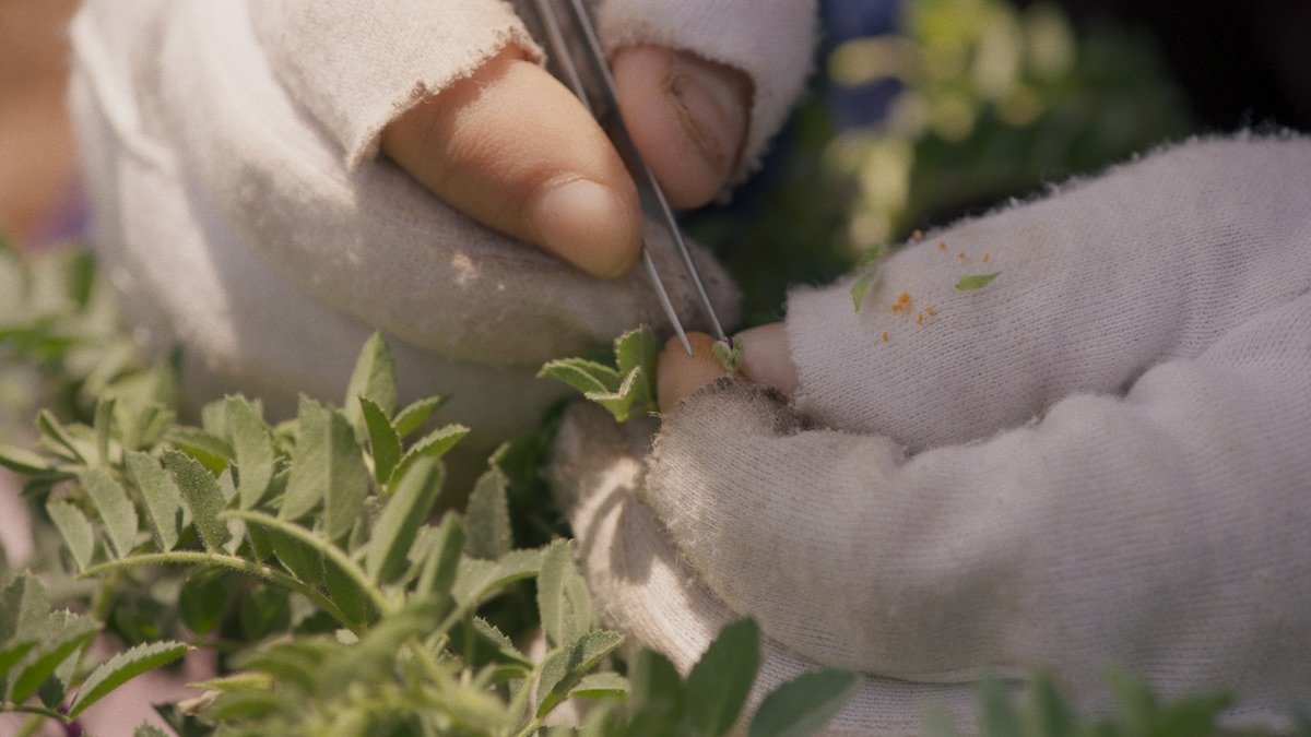 hands picking leaves with tweezers