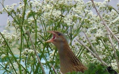 Crofting supports corncrakes on Skye