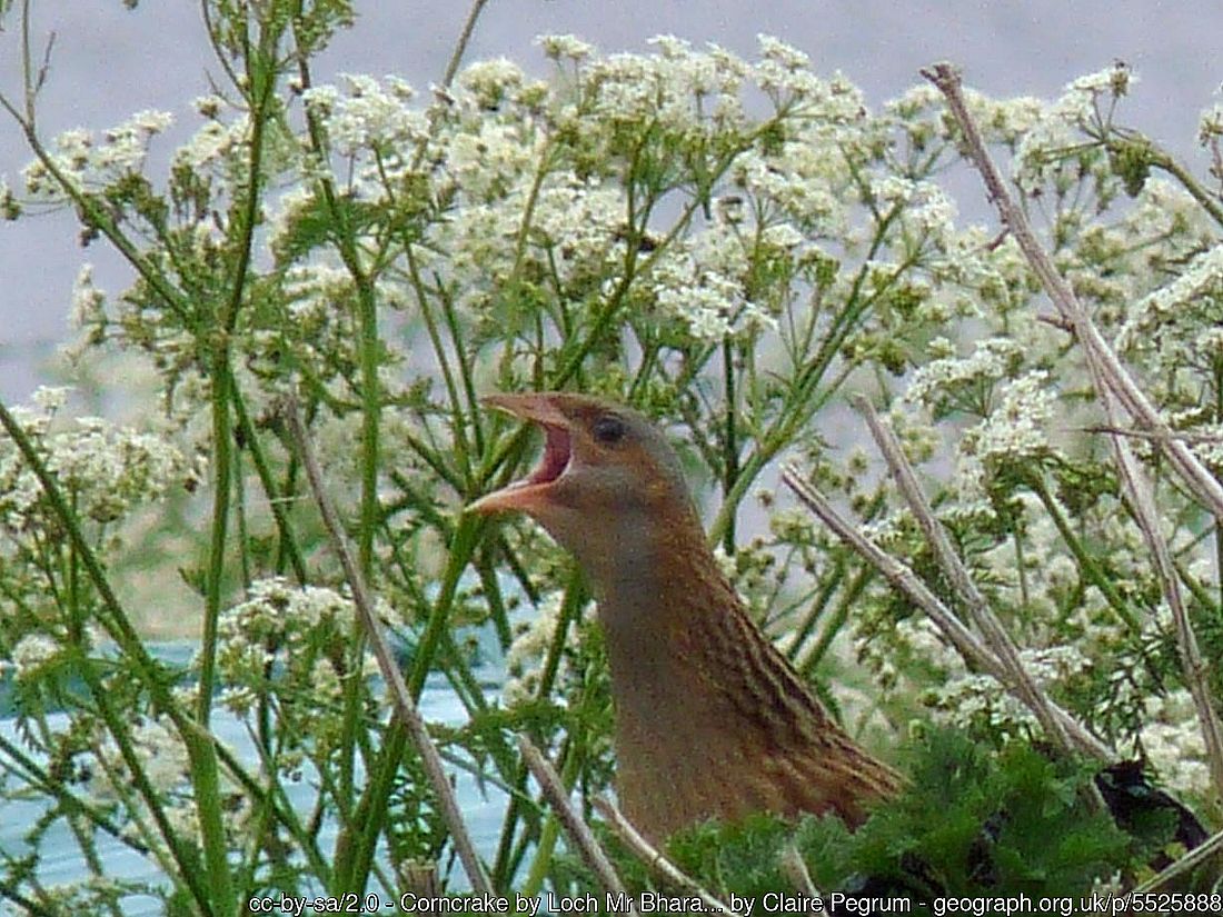 a corn crake calling in vegetation