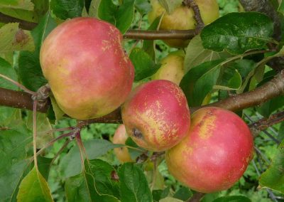 Autumn tips:  Fruit trees and bushes