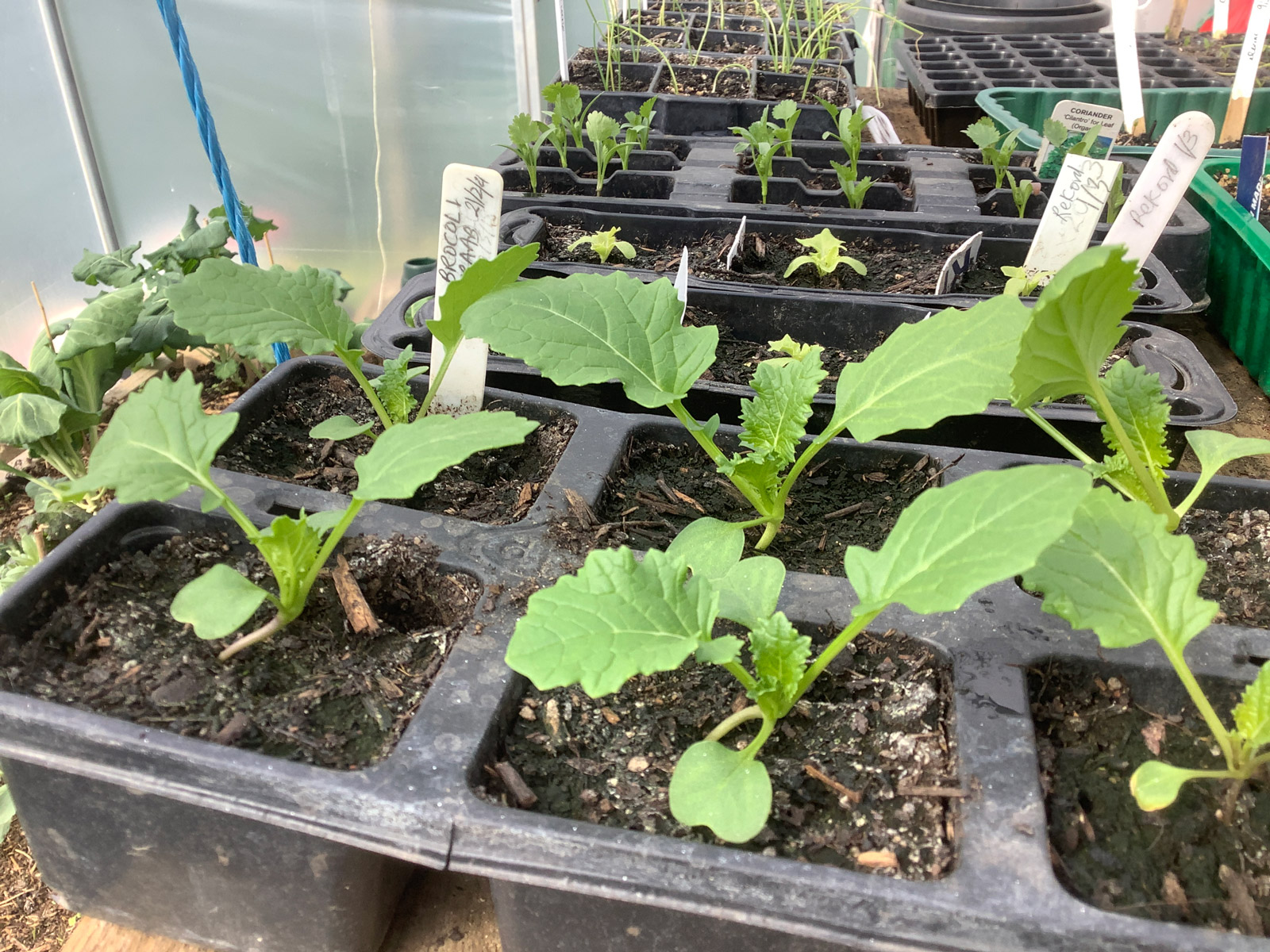seedlings in a polytunnel