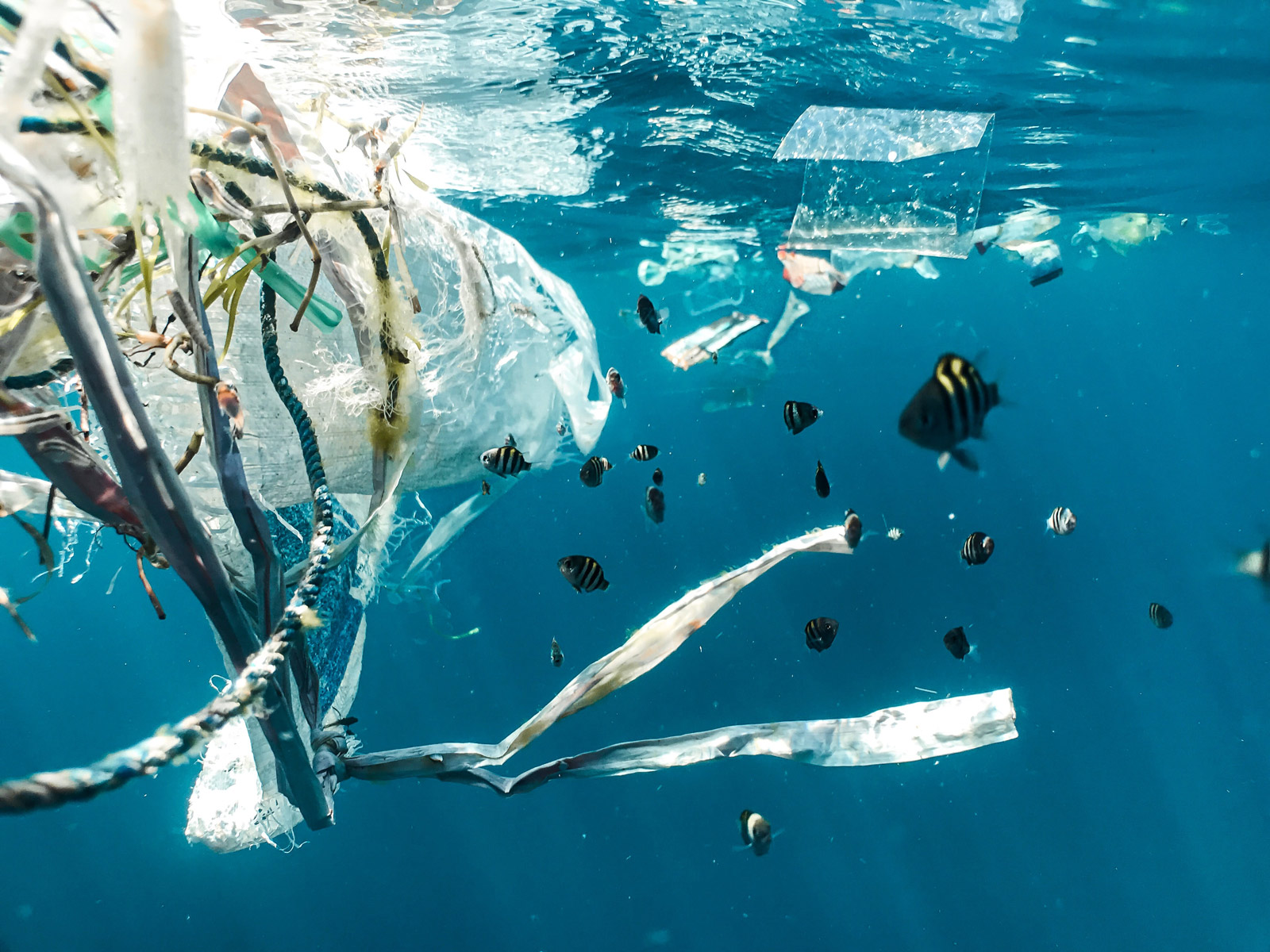 plastic bags floating next to fish in ocean