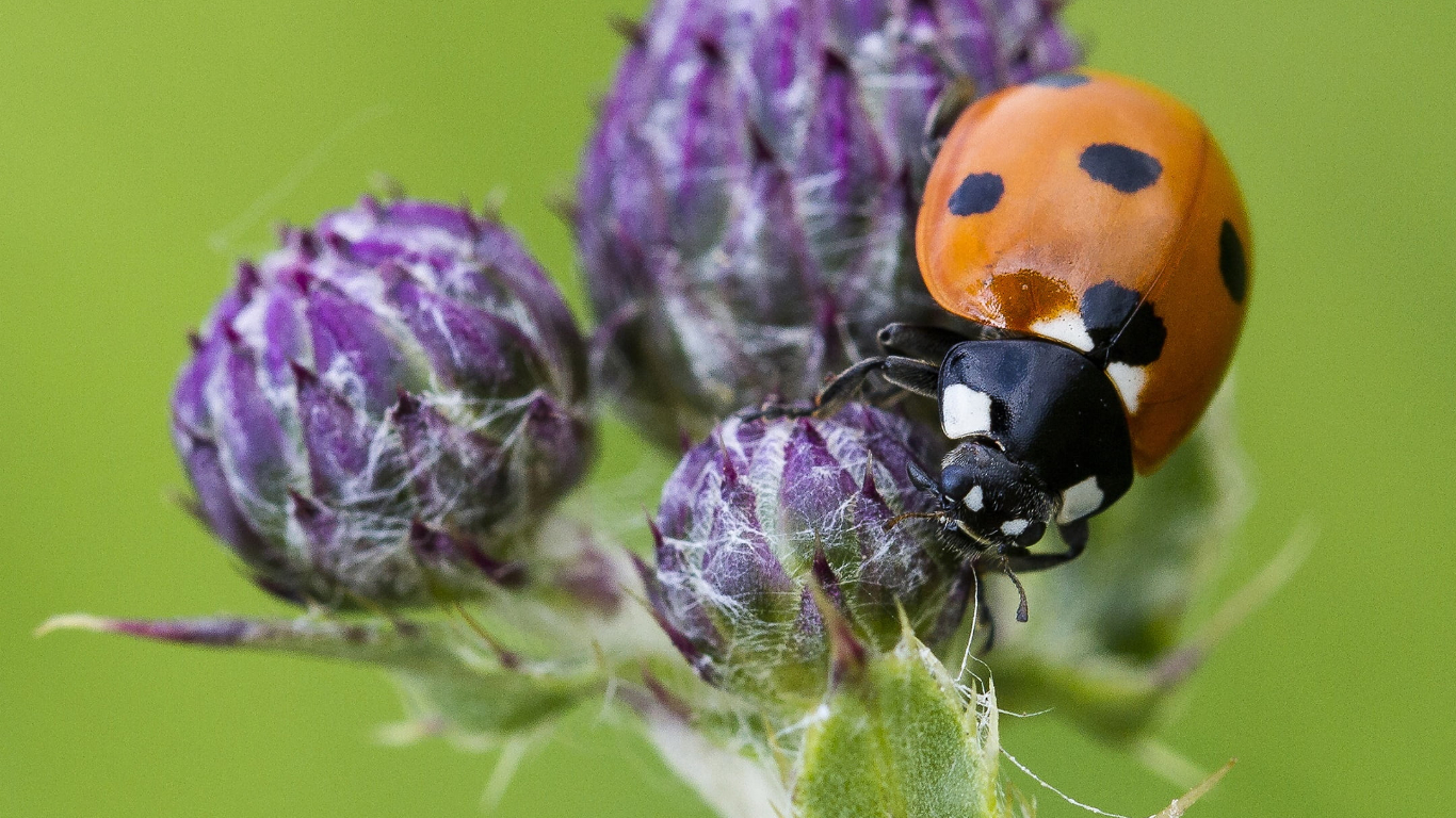 ladybrid on purple thistle buds