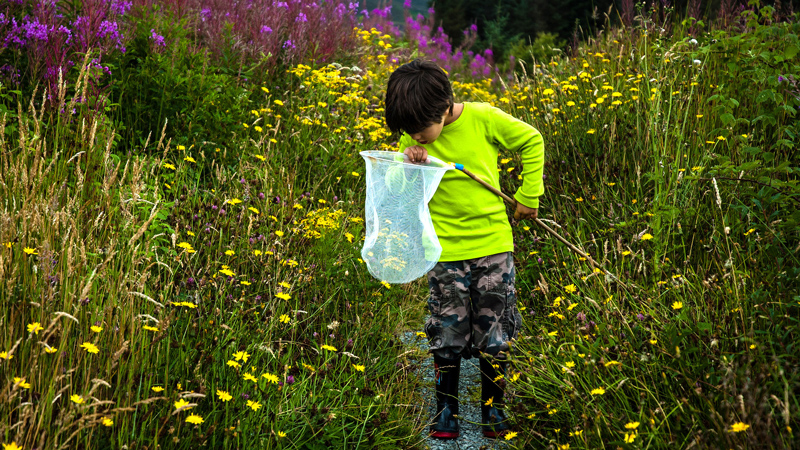 Young boy, in a meadow, peering into a sweepnet 