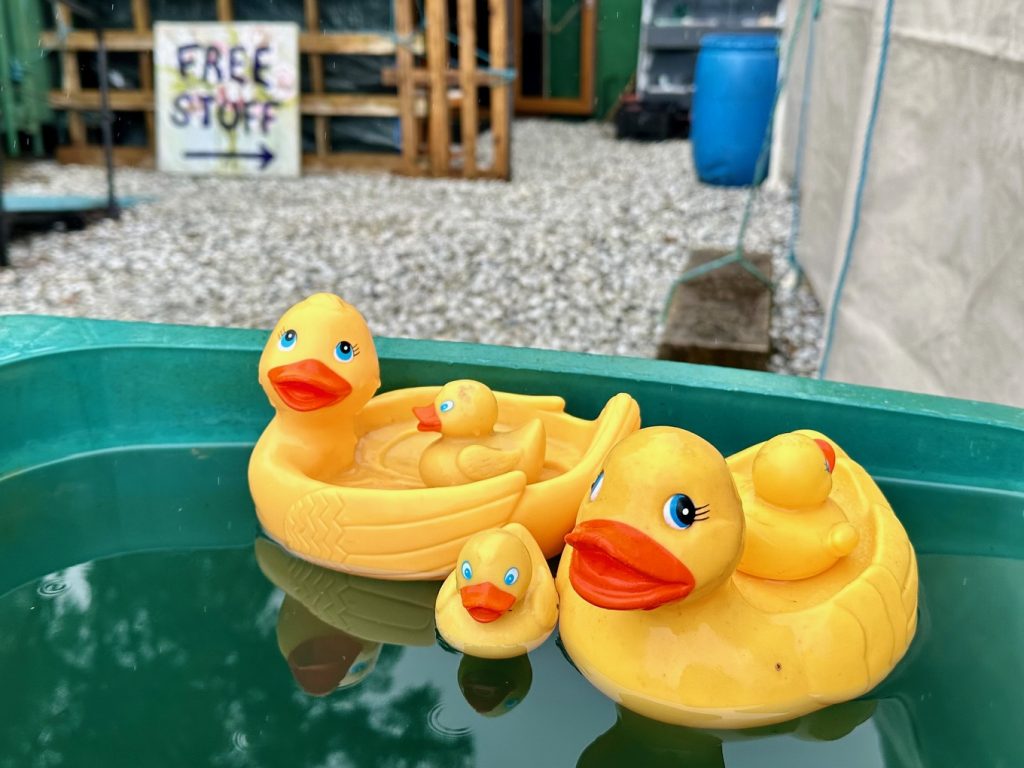 A family of yellow plastic ducks paddles infrom of a sign saying free Stuff