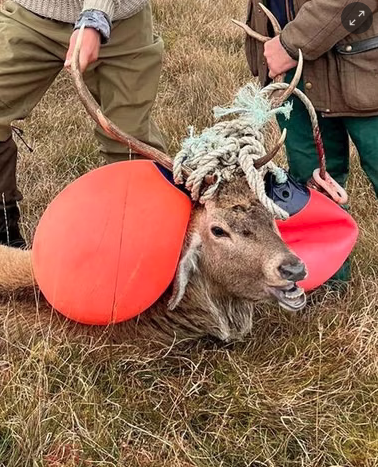 a stag head has orange buoys and blue rope wrapped around its antlers